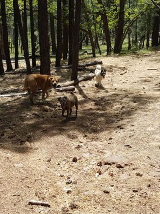 Bubba and Zeus, their buddy Greg too