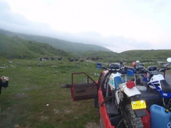 Buffalo at the beach!