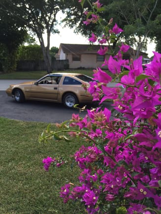 Artsy plant with the gold Z31